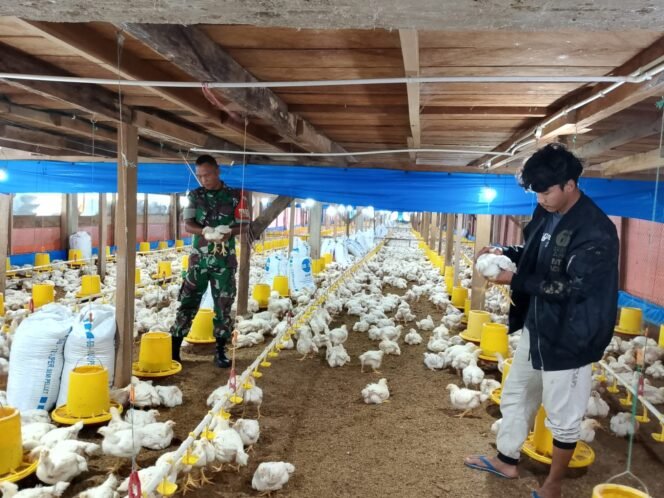 
Kodim 0428/Mukomuko, Melaksanakan Pemantauan Ketahanan Pangan Ternak Ayam Pedaging, di Wilayah Desa Binaannya