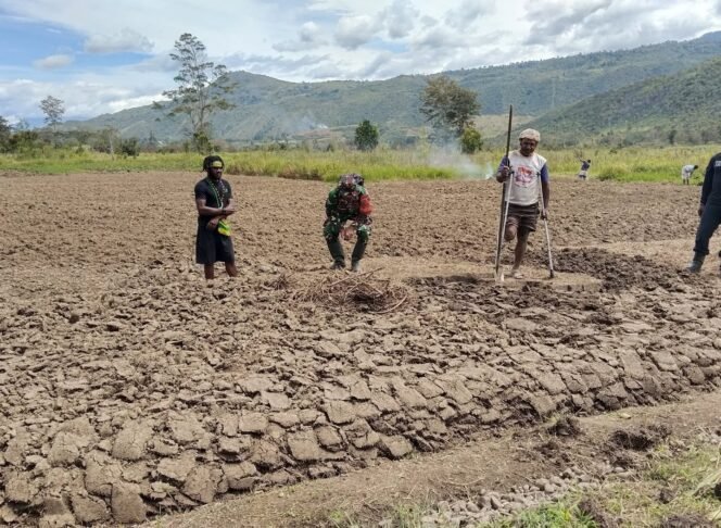 
					TMMD ke-126 Kodim 1702/Jayawijaya Dorong Kemandirian Pangan di Tanah Papua