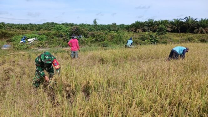 
					Kopda Angkong Turun ke Sawah, Wujud Kepedulian Babinsa terhadap Ketahanan Pangan