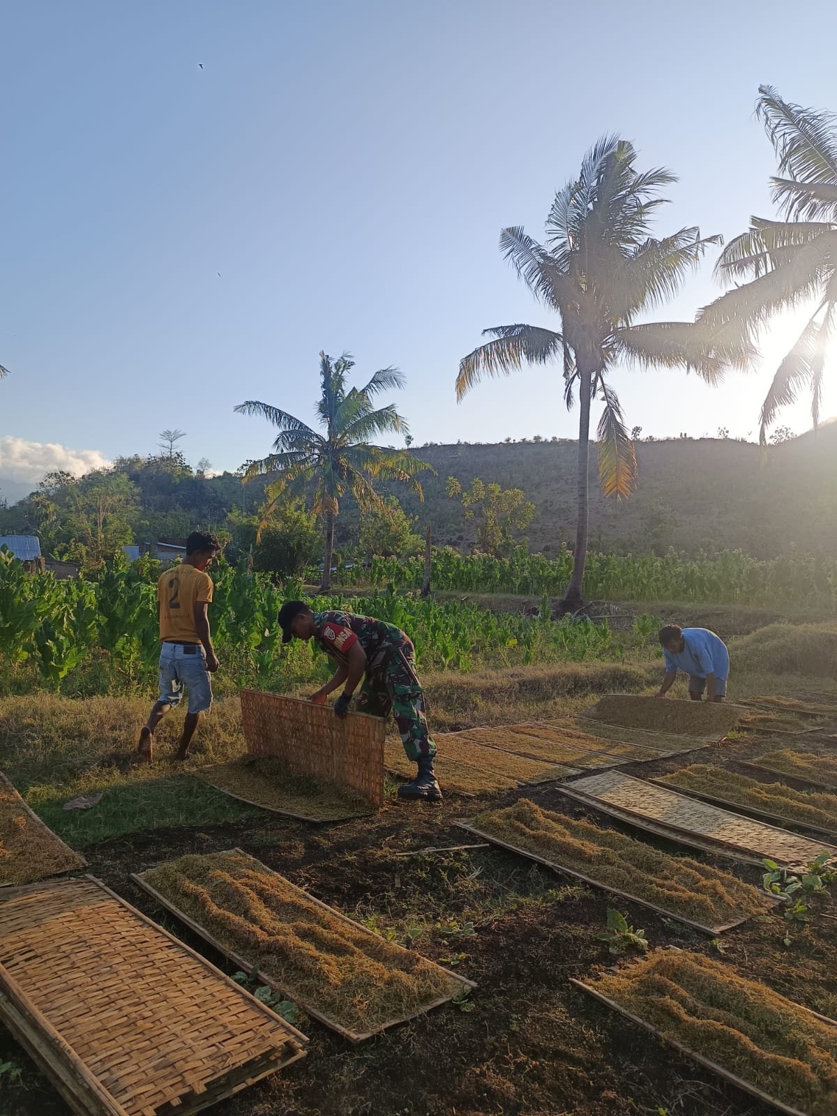 Sinergi TNI-Rakyat: Babinsa Dompu Dukung Petani Lewat Aksi Nyata di Lapangan