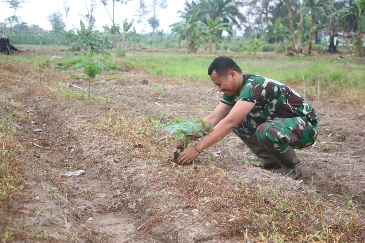Korem 012/TU Tanam 1200 Batang Pepaya California, Dukung Ketahanan Pangan