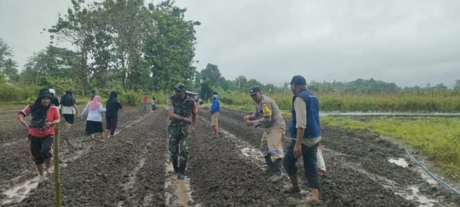 
					Program Ketahanan Pangan Desa, Babinsa Koramil 1509-01/Bacan Bersama Pemerintah Desa Wayamiga Tanam Komoditi Jagung