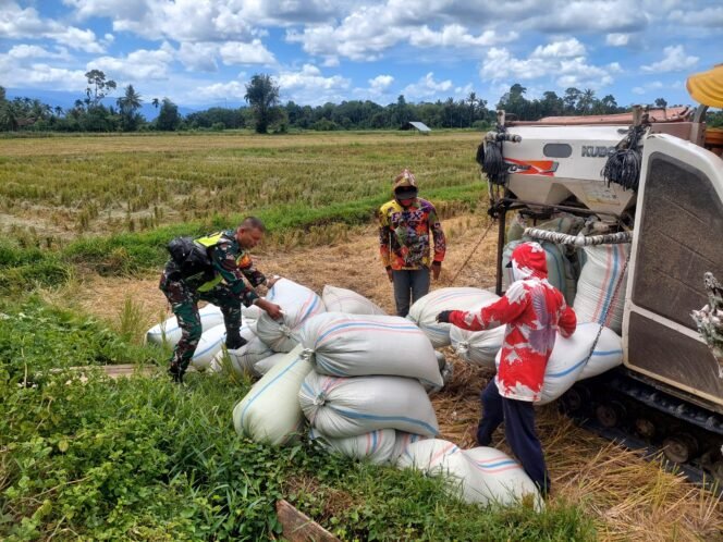 
					Babinsa Koramil 03/Senagan Timur Dampingi Petani Panen Padi, Hasilkan Panen yang Melimpah dengan Teknologi Modern