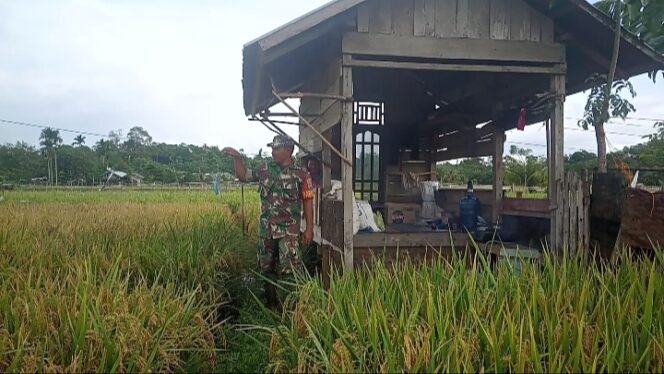 
					Babinsa Posramil Darul Hikmah Bantu Petani Usir Hama Burung Pipit di Sawah Desa Blang Dalam