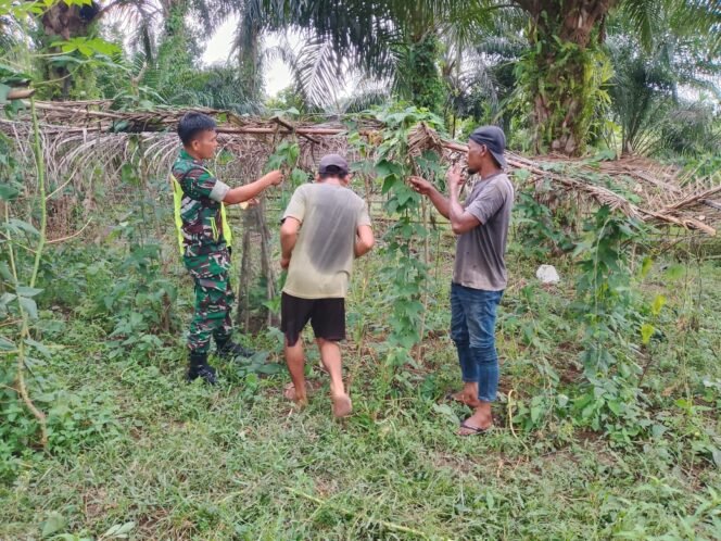 
					Bantu Rawat Tanaman Kacang Panjang, Babinsa Koramil 02/Woyla Dampingi Petani di Desa Binaan