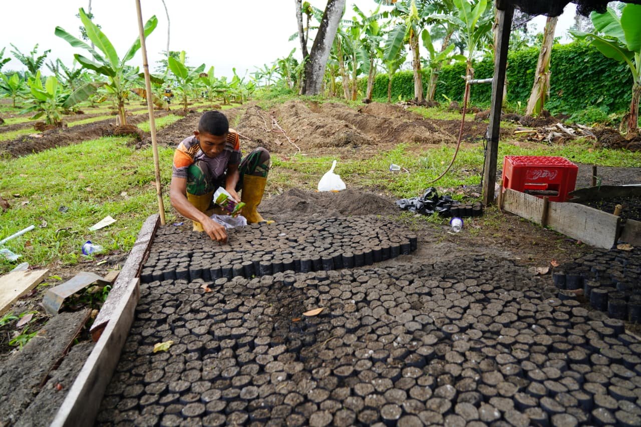 Korem 012/TU Budidayakan Tanaman Terong Hijau, Dukung Program Ketahanan Pangan Nasional