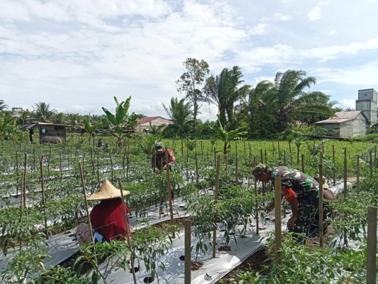 Korem 012/TU: Babinsa Kodim 0116/Nagan Raya Bantu Petani Tingkatkan Produktivitas Cabai