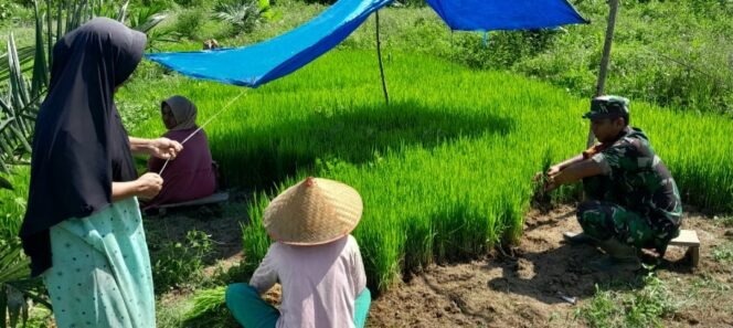 
					Babinsa Koramil 03/Setia Bakti Dampingi Petani Cabut Bibit Padi di Desa Lhok Bot