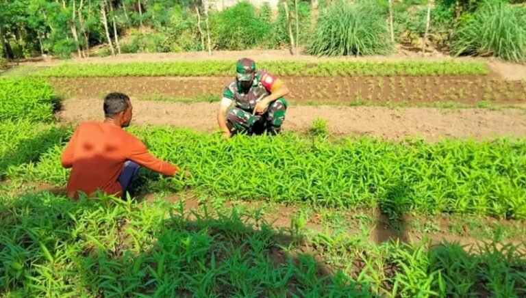 Jajaran Korem 012/Teuku Umar Terus Dorong Ketahanan Pangan, Babinsa Kodim 0112/Sabang Turun ke Lahan Binaan