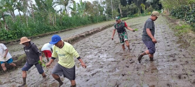 
					Dukung Swasembada Pangan, Babinsa Desa Langgahan Turun ke Sawah Bersama Petani