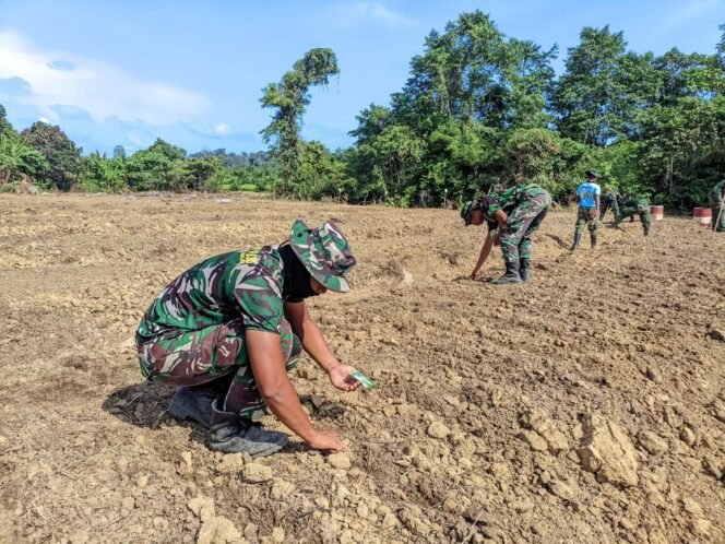 
Satgas TMMD ke-126 Kodim 1013/MTW Mulai Tahap Penanaman Dukung Program Ketahanan Pangan