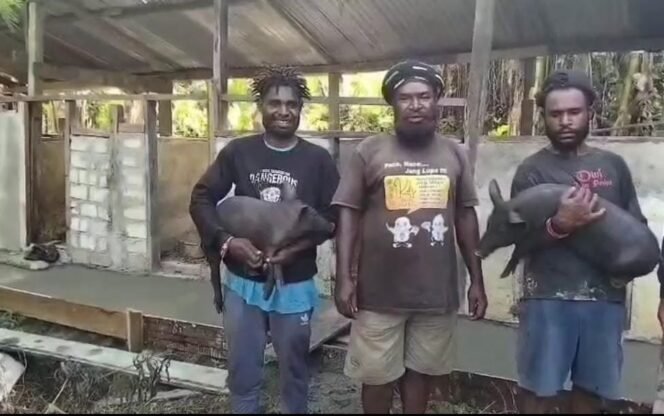 
					Bantuan Ternak Babi, Sentuhan Nyata Pemerintah bagi Rakyat Papua