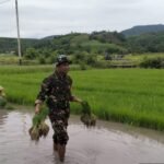 Kopda Suhardiman dan Sinergi Tentara-Petani Tingkatkan Produktivitas Desa Kembang Mekar