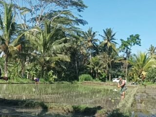 Babinsa Desa Apuan Dampingi Petani Laksanakan Penanaman Padi Varietas Inpari 32