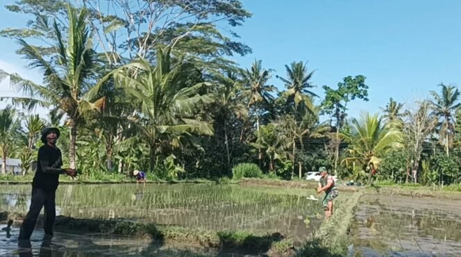 
Babinsa Desa Apuan Dampingi Petani Laksanakan Penanaman Padi Varietas Inpari 32