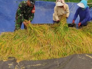 Babinsa Koramil 04/Kintamani Pendampingan Panen Padi di Desa Mengani