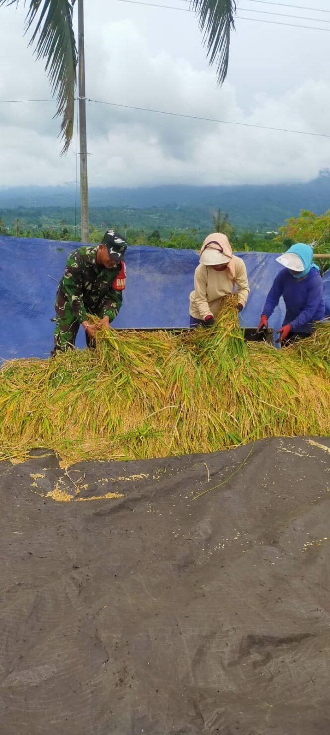
Babinsa Koramil 04/Kintamani Pendampingan Panen Padi di Desa Mengani