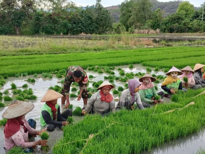 
					Anggota Koramil Elar Bantu Petani Panen Bibit Padi di Desa Kembang Mekar