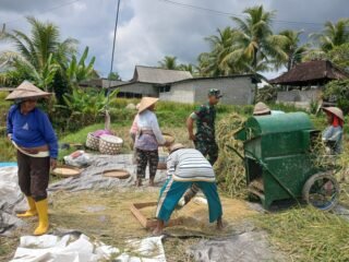 Panen Padi Inpari 32 di Bebalang, Babinsa Turut Hadir Dukung Produktivitas Petani