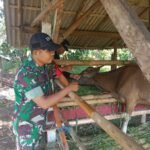 Babinsa Bersinergi dengan Dinkeswan dalam Upaya Pengendalian PMK dan Ketahanan Pangan Nasional