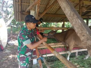 Babinsa Bersinergi dengan Dinkeswan dalam Upaya Pengendalian PMK dan Ketahanan Pangan Nasional