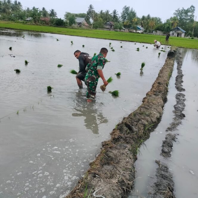 
TNI Hadir di Tengah Petani, Koramil 1612-04/Elar Dukung Pertanian Warga