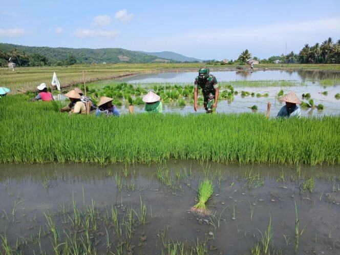 
					Babinsa Koramil 1612-04/Elar Turun ke Sawah, Dampingi Petani Tanam Padi di Nanga Baras