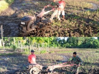 Babinsa Koramil 09/Samatiga Bantu Petani Bajak Sawah di Desa Alue Raya