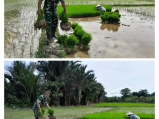 Pelda T. Fahrial Putra Turun Partisipasinya, Bantu Pindah Bibit Padi Warga di Desa Beuregang
