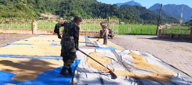 
					Babinsa Koramil Jaya Bantu Warga Jemur Padi di Pasar Lamno