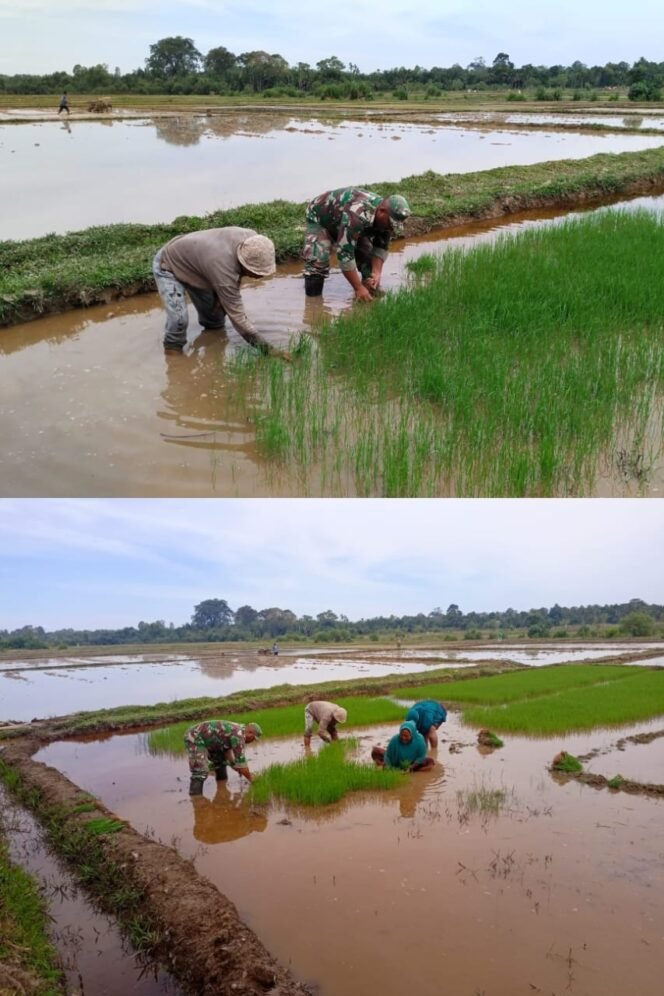 
					Tanpa Ragu Babinsa Koramil 04/Meureubo Terjun ke Sawah Bantu Petani Cabut Bibit Padi