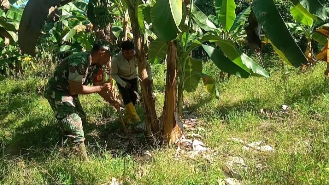 
					Babinsa Posramil Darul Hikmah Bantu Warga Tanam Kembali Bibit Pisang