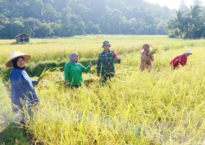 
					Babinsa Jajaran Korem 012/TU Turun Sawah Bersama Petani di Teupah Barat