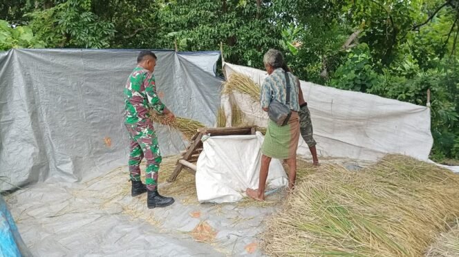 
					Babinsa Koramil 1603-02/Talibura Dampingi Petani dalam Perontokan Padi di Desa Nangahale