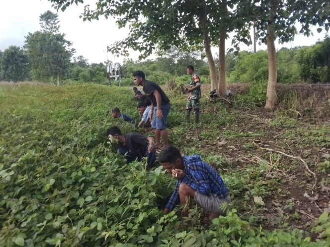 
					Dekat dengan Rakyat, Babinsa Koramil 01/Loli Aktif Dampingi Petani