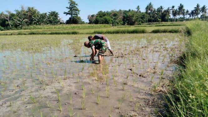 
					Babinsa Koramil 1612-04/Elar Turun ke Sawah, Dampingi Petani Tanam Padi di Baras