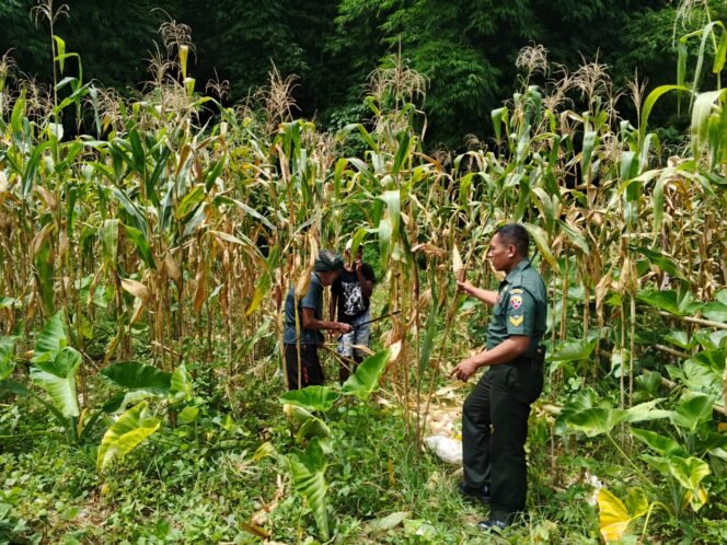 
					Sertu Sukarman Bantu Petani Panen Jagung, Pererat Kemanunggalan TNI-Rakyat