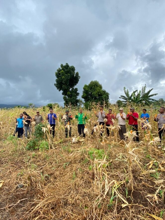 
					Semangat Swasembada Pangan, Babinsa Koramil 1612-03/Borong Turun Langsung ke Lokasi Panen