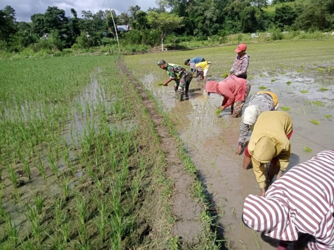 
					Babinsa Koramil 03/Katikutana Bersama Warga Tanam Padi Dukung Ketahanan Pangan
