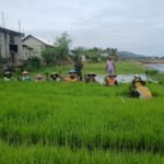 Anggota Koramil 1612-04/Elar Dampingi Petani Tanam Padi di Desa Nanga Baras