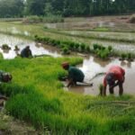 Wujud Kepedulian TNI, Babinsa Bantu Petani Siapkan Bibit Padi