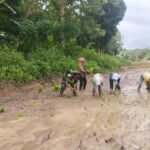 Pererat Kemanunggalan TNI dan Rakyat, Babinsa Bantu Tanam Padi