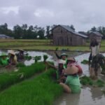 Babinsa Koramil 1612-04/Elar Bantu Petani Panen Bibit Padi di Kembang Mekar