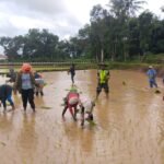 Babinsa Kodim 1613/Sumba Barat Dampingi Petani Tanam Padi