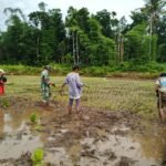 Dukung Program Ketahanan Pangan, Babinsa Kodim 1613/Sumba Barat Aktif Bantu Petani