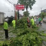 Aksi Cepat Tanggap Babinsa Desa Sulahan Evakuasi Pohon Tumbang