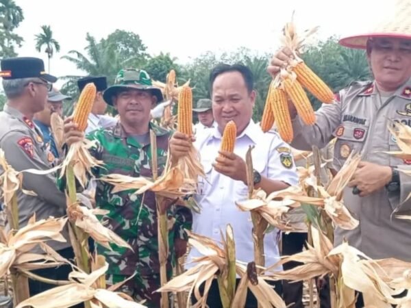 Sebagai Wujud Ketahanan Pangan, Batuud Koramil 408-01/Pino Hadiri  Panen Jagung Perdana Kuartal Satu