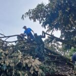 Babinsa Desa Tembuku Gotong Royong Evakuasi Pohon Tumbang