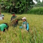 Babinsa Tusan Dampingi PPL Ukur Hasil Panen Melalui Pengambilan Ubinan Di Subak Lunjungan