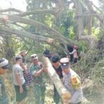 Babinsa Peninjoan Bersama Warga Gotong Royong Bersihkan Pohon Beringin Tumbang